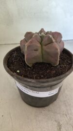 MATRIZ ASTROPHYTUM cv KIKKO Nº 1112 – vaso 15 - Imagem 2