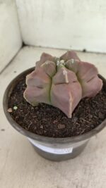 MATRIZ ASTROPHYTUM cv KIKKO Nº 1112 – vaso 15 - Imagem 8