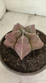 MATRIZ ASTROPHYTUM cv KIKKO Nº 1112 – vaso 15 - Imagem 6