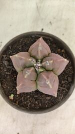 MATRIZ ASTROPHYTUM cv KIKKO Nº 1112 – vaso 15 - Imagem 3