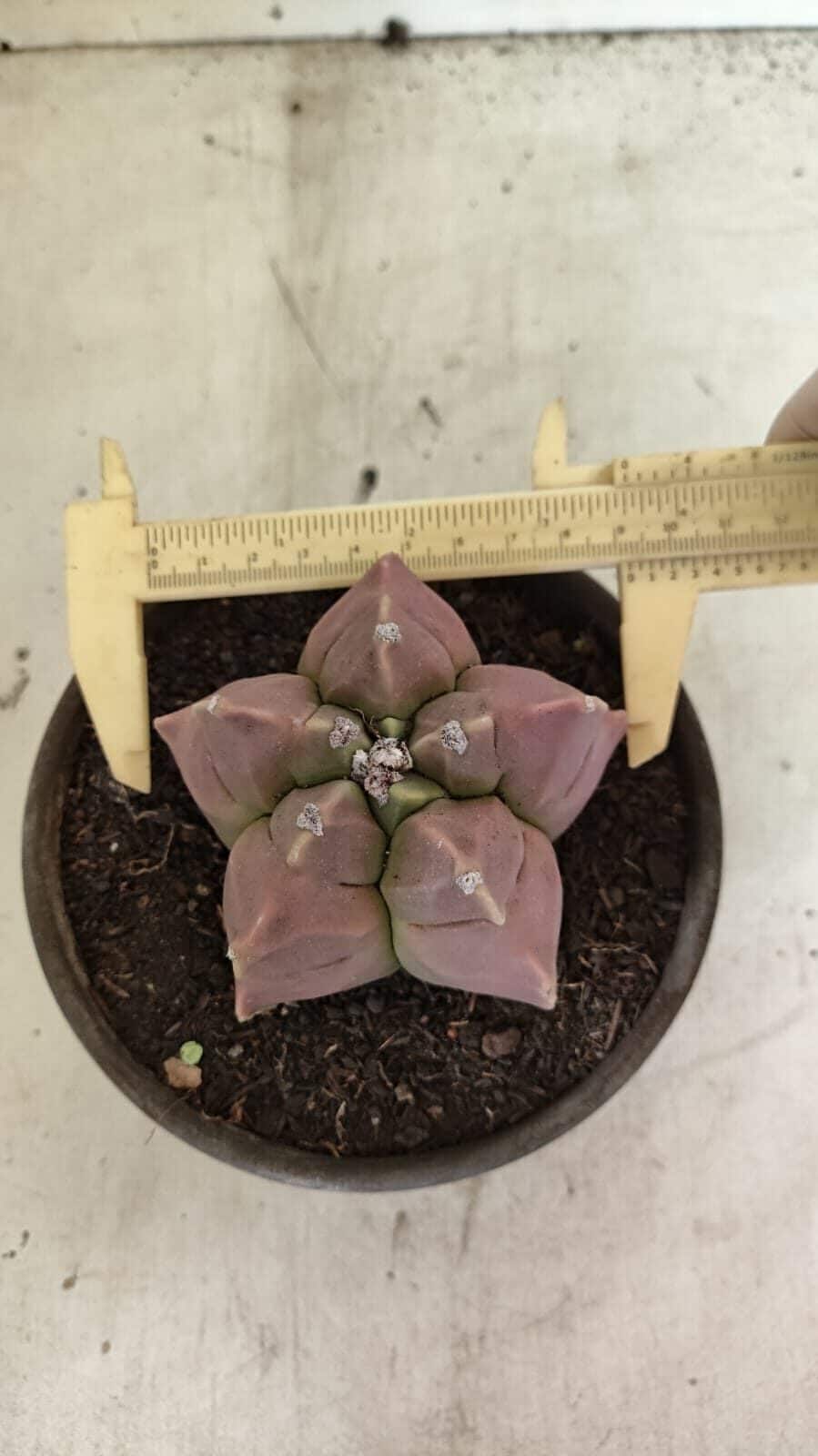 KIKKO 1112 (9) MATRIZ ASTROPHYTUM cv KIKKO Nº 1112 – vaso 15 - Imagem 1