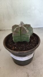 MATRIZ ASTROPHYTUM cv KIKKO Nº 1114 – vaso 15 - Imagem 2