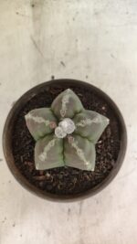 MATRIZ ASTROPHYTUM cv KIKKO Nº 1114 – vaso 15 - Imagem 7