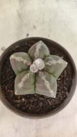 MATRIZ ASTROPHYTUM cv KIKKO Nº 1114 – vaso 15 - Imagem 3