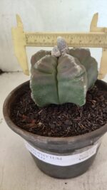MATRIZ ASTROPHYTUM cv KIKKO Nº 1114 – vaso 15 - Imagem 4