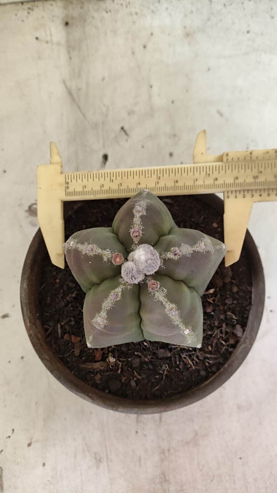 KIKKO 1114 (6) MATRIZ ASTROPHYTUM cv KIKKO Nº 1114 – vaso 15 - Imagem 1