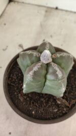 MATRIZ ASTROPHYTUM cv KIKKO Nº 1114 – vaso 15 - Imagem 6