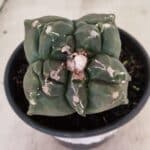 MATRIZ ASTROPHYTUM cv KIKKO "4 Quinas"  Nº 1000 – vaso 15