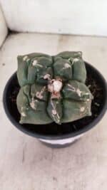 MATRIZ ASTROPHYTUM cv KIKKO "4 Quinas"  Nº 1000 – vaso 15