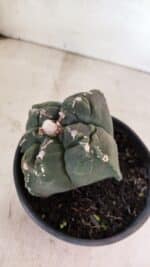 MATRIZ ASTROPHYTUM cv KIKKO "4 Quinas"  Nº 1000 – vaso 15 - Imagem 7