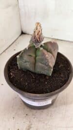 MATRIZ ASTROPHYTUM cv KIKKO "4 QUINAS"  Nº 1108 – vaso 15 - Imagem 9