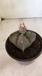 MATRIZ ASTROPHYTUM cv KIKKO "4 QUINAS"  Nº 1108 – vaso 15 - Imagem 7