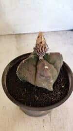 MATRIZ ASTROPHYTUM cv KIKKO "4 QUINAS"  Nº 1108 – vaso 15 - Imagem 6