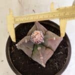 MATRIZ ASTROPHYTUM cv KIKKO "4 QUINAS"  Nº 1108 – vaso 15