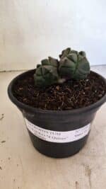 MATRIZ ASTROPHYTUM cv KIKKO "4 QUINAS - Bicefalo"  Nº 1104 – vaso 15 - Imagem 2