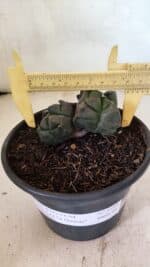 MATRIZ ASTROPHYTUM cv KIKKO "4 QUINAS - Bicefalo"  Nº 1104 – vaso 15 - Imagem 4