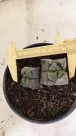 MATRIZ ASTROPHYTUM cv KIKKO "4 QUINAS - Bicefalo"  Nº 1104 – vaso 15