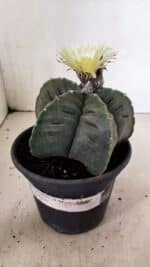 MATRIZ ASTROPHYTUM cv KIKKO Nº 602 – vaso 15 - Imagem 2