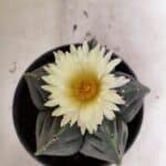MATRIZ ASTROPHYTUM cv KIKKO Nº 602 – vaso 15