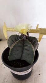 MATRIZ ASTROPHYTUM cv KIKKO Nº 602 – vaso 15 - Imagem 4