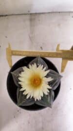 MATRIZ ASTROPHYTUM cv KIKKO Nº 602 – vaso 15 - Imagem 5