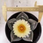 MATRIZ ASTROPHYTUM cv KIKKO  Nº 941 – vaso 15