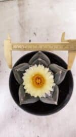 MATRIZ ASTROPHYTUM cv KIKKO  Nº 941 – vaso 15