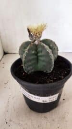 MATRIZ  ASTROPHYTUM cv KIKKO  Nº 970 – vaso 15 - Imagem 2