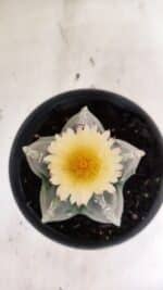MATRIZ  ASTROPHYTUM cv KIKKO  Nº 970 – vaso 15 - Imagem 3