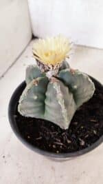 MATRIZ  ASTROPHYTUM cv KIKKO  Nº 970 – vaso 15 - Imagem 10
