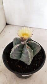 MATRIZ  ASTROPHYTUM cv KIKKO  Nº 970 – vaso 15 - Imagem 8