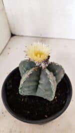 MATRIZ  ASTROPHYTUM cv KIKKO  Nº 970 – vaso 15 - Imagem 7