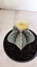 MATRIZ  ASTROPHYTUM cv KIKKO  Nº 970 – vaso 15 - Imagem 6