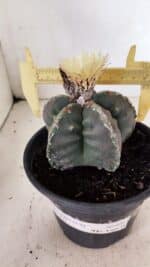 MATRIZ  ASTROPHYTUM cv KIKKO  Nº 970 – vaso 15