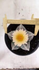 MATRIZ  ASTROPHYTUM cv KIKKO  Nº 970 – vaso 15 - Imagem 5