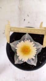 MATRIZ  ASTROPHYTUM cv KIKKO  Nº 970 – vaso 15 - Imagem 9