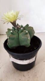 MATRIZ ASTROPHYTUM cv KIKKO Nº 989 – vaso 15 - Imagem 2