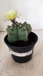 MATRIZ ASTROPHYTUM cv KIKKO Nº 989 – vaso 15