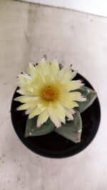 MATRIZ ASTROPHYTUM cv KIKKO Nº 989 – vaso 15 - Imagem 3