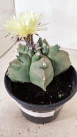 MATRIZ ASTROPHYTUM cv KIKKO Nº 989 – vaso 15 - Imagem 8