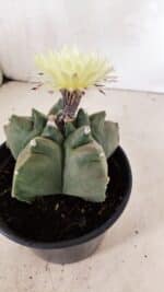 MATRIZ ASTROPHYTUM cv KIKKO Nº 989 – vaso 15 - Imagem 7