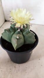 MATRIZ ASTROPHYTUM cv KIKKO Nº 989 – vaso 15 - Imagem 6
