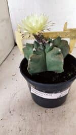 MATRIZ ASTROPHYTUM cv KIKKO Nº 989 – vaso 15 - Imagem 4