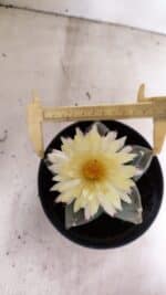 MATRIZ ASTROPHYTUM cv KIKKO Nº 989 – vaso 15 - Imagem 5