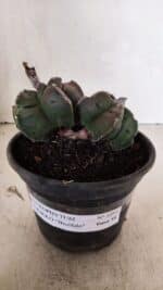 MATRIZ ASTROPHYTUM cv KIKKO "BICÉFALO" Nº 1095 – vaso 15 - Imagem 2