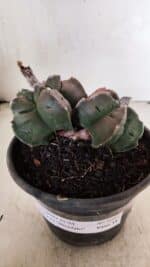 MATRIZ ASTROPHYTUM cv KIKKO "BICÉFALO" Nº 1095 – vaso 15 - Imagem 9