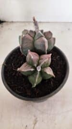 MATRIZ ASTROPHYTUM cv KIKKO "BICÉFALO" Nº 1095 – vaso 15 - Imagem 5