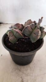 MATRIZ ASTROPHYTUM cv KIKKO "BICÉFALO" Nº 1095 – vaso 15 - Imagem 8