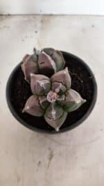 MATRIZ ASTROPHYTUM cv KIKKO "BICÉFALO" Nº 1095 – vaso 15 - Imagem 6