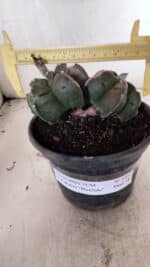 MATRIZ ASTROPHYTUM cv KIKKO "BICÉFALO" Nº 1095 – vaso 15